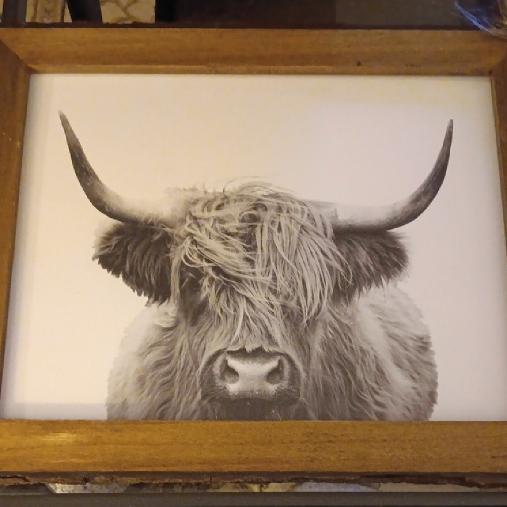 HIGHLAND COW FRAMED PICTURE